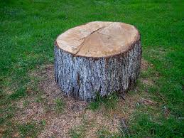 How Our Tree Care Process Works  in  Lake Hiawatha, NJ