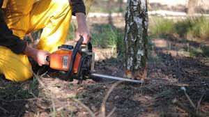 Best Hazardous Tree Removal  in Lake Hiawatha, NJ