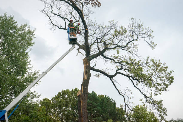 Best Commercial Tree Services  in Lake Hiawatha, NJ