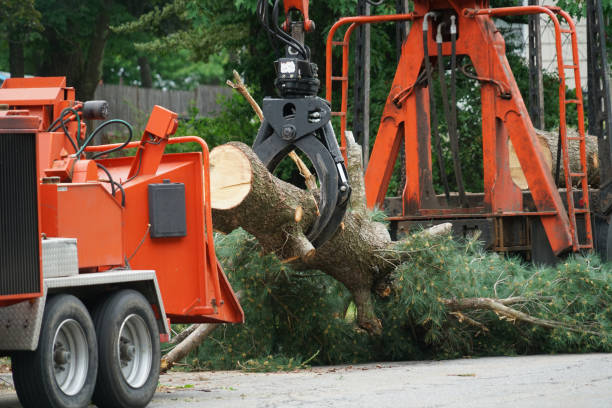Lake Hiawatha, NJ Tree Removal Company