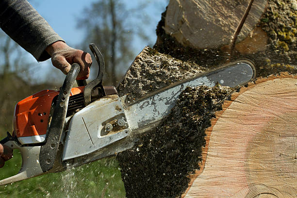 Best Tree and Shrub Care  in Lake Hiawatha, NJ