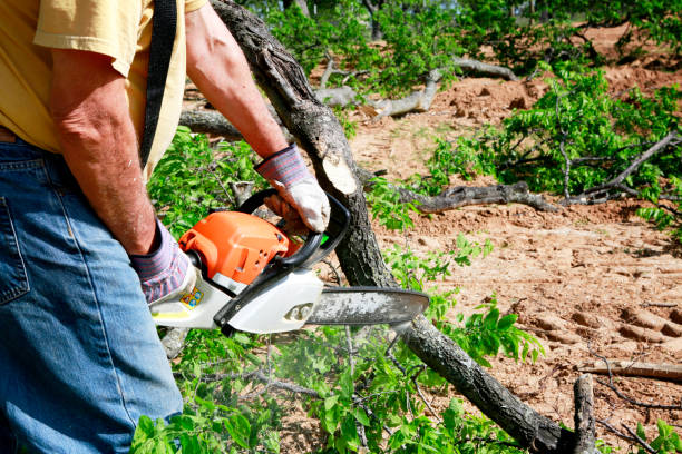 Best Lawn Drainage Solutions  in Lake Hiawatha, NJ